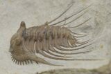Spiny Trilobite (Kettneraspis) Fossil - Oklahoma #216688-1